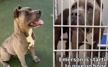 Shelter Dog Is Giving Up on Finding a Home & Only a Miracle Can Save Him Shelter Dog Is Giving Up on Finding a Home & Only a Miracle Can Save Him