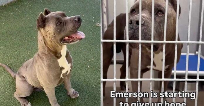 Shelter-Dog-Is-Giving-Up-on-Finding-a-Home.jpg Shelter Dog Is Giving Up on Finding a Home & Only a Miracle Can Save Him