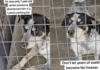 Shelter Dog Is Overlooked for So Long He No Longer Expects Anyone To Stop Shelter Dog Is Overlooked for So Long He No Longer Expects Anyone To Stop
