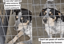 Shelter Dog Is Overlooked for So Long He No Longer Expects Anyone To Stop Shelter Dog Is Overlooked for So Long He No Longer Expects Anyone To Stop