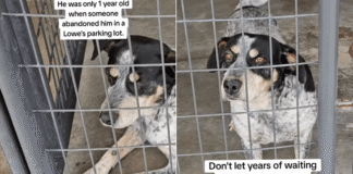 Shelter Dog Is Overlooked for So Long He No Longer Expects Anyone To Stop Shelter Dog Is Overlooked for So Long He No Longer Expects Anyone To Stop