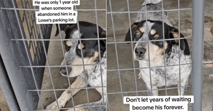 Shelter Dog Is Overlooked for So Long He No Longer Expects Anyone To Stop