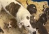 Shelter Dog, Mom to 10 Tiny Puppies, Has No Place to Call Home Shelter Dog, Mom to 10 Tiny Puppies, Has No Place to Call Home