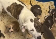 Shelter Dog, Mom to 10 Tiny Puppies, Has No Place to Call Home Shelter Dog, Mom to 10 Tiny Puppies, Has No Place to Call Home