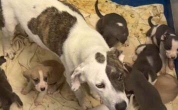 Shelter Dog, Mom to 10 Tiny Puppies, Has No Place to Call Home Shelter Dog, Mom to 10 Tiny Puppies, Has No Place to Call Home
