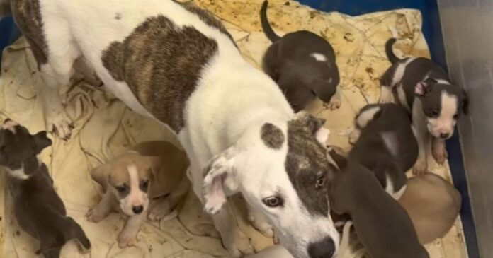 Shelter Dog, Mom to 10 Tiny Puppies, Has No Place to Call Home