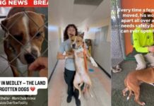Shelter Dog Moves to a Place Where He Risks Getting Forgotten Shelter Dog Moves to a Place Where He Risks Getting Forgotten