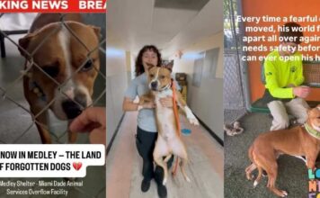 Shelter Dog Moves to a Place Where He Risks Getting Forgotten Shelter Dog Moves to a Place Where He Risks Getting Forgotten