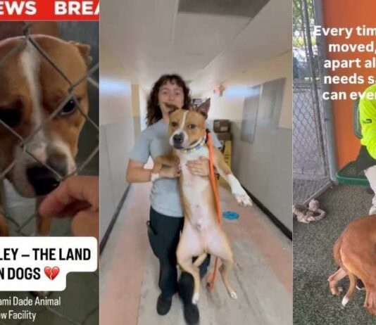 Shelter Dog Moves to a Place Where He Risks Getting Forgotten Shelter Dog Moves to a Place Where He Risks Getting Forgotten