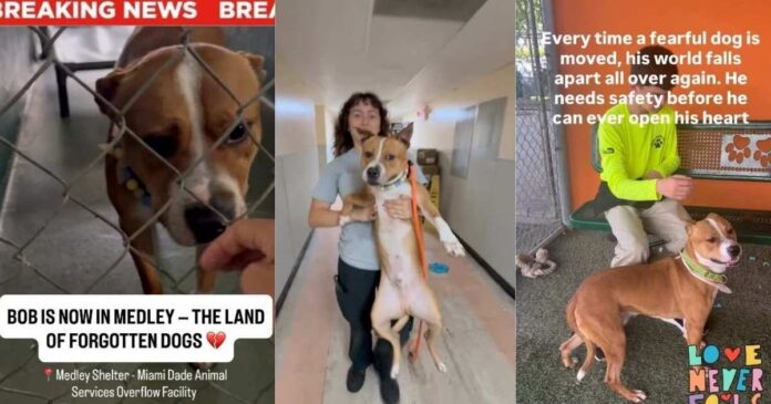 Shelter Dog Moves to a Place Where He Risks Getting Forgotten
