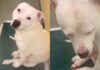 Shelter Dog Shows Signs She’s Giving up on Finding a Forever Home Shelter Dog Shows Signs She’s Giving up on Finding a Forever Home