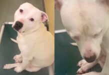 Shelter Dog Shows Signs She’s Giving up on Finding a Forever Home Shelter Dog Shows Signs She’s Giving up on Finding a Forever Home