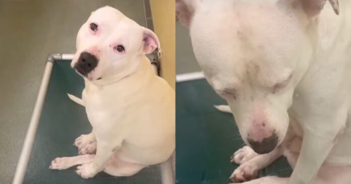 Shelter Dog Shows Signs She’s Giving up on Finding a Forever Home