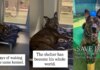 Shelter Dog Spends Over 1000 Days Waking up in the Same Kennel, Waiting for a Home Shelter Dog Spends Over 1000 Days Waking up in the Same Kennel, Waiting for a Home