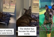 Shelter Dog Spends Over 1000 Days Waking up in the Same Kennel, Waiting for a Home Shelter Dog Spends Over 1000 Days Waking up in the Same Kennel, Waiting for a Home