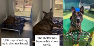 Shelter Dog Spends Over 1000 Days Waking up in the Same Kennel, Waiting for a Home