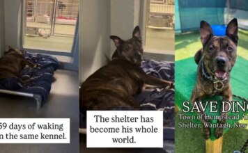 Shelter Dog Spends Over 1000 Days Waking up in the Same Kennel, Waiting for a Home Shelter Dog Spends Over 1000 Days Waking up in the Same Kennel, Waiting for a Home