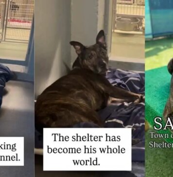 Shelter Dog Spends Over 1000 Days Waking up in the Same Kennel, Waiting for a Home Shelter Dog Spends Over 1000 Days Waking up in the Same Kennel, Waiting for a Home
