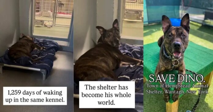 Shelter-Dog-Spends-Over-1000-Days-Waking-up-in-the.jpg Shelter Dog Spends Over 1000 Days Waking up in the Same Kennel, Waiting for a Home