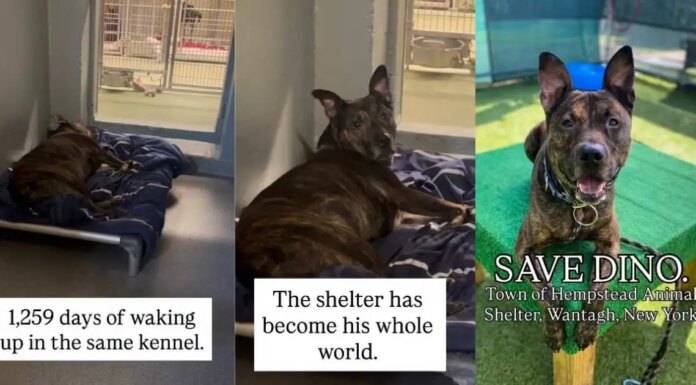 Shelter Dog Spends Over 1000 Days Waking up in the Same Kennel, Waiting for a Home Shelter Dog Spends Over 1000 Days Waking up in the Same Kennel, Waiting for a Home