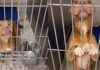 Shelter Dog Thinks She Has a Family To Call Her Own Only To Be Returned, Then This Happens Shelter Dog Thinks She Has a Family To Call Her Own Only To Be Returned, Then This Happens