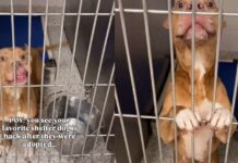 Shelter Dog Thinks She Has a Family To Call Her Own Only To Be Returned, Then This Happens Shelter Dog Thinks She Has a Family To Call Her Own Only To Be Returned, Then This Happens
