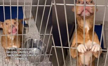 Shelter Dog Thinks She Has a Family To Call Her Own Only To Be Returned, Then This Happens Shelter Dog Thinks She Has a Family To Call Her Own Only To Be Returned, Then This Happens