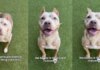 Shelter Dog With Cropped Ears Who Waited for a Family To Love Her Finally Gets Adopted Shelter Dog With Cropped Ears Who Waited for a Family To Love Her Finally Gets Adopted
