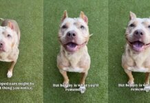 Shelter Dog With Cropped Ears Who Waited for a Family To Love Her Finally Gets Adopted Shelter Dog With Cropped Ears Who Waited for a Family To Love Her Finally Gets Adopted