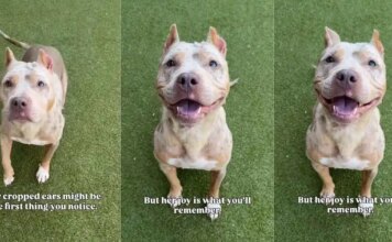 Shelter Dog With Cropped Ears Who Waited for a Family To Love Her Finally Gets Adopted Shelter Dog With Cropped Ears Who Waited for a Family To Love Her Finally Gets Adopted
