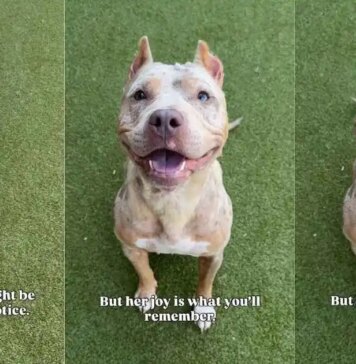 Shelter Dog With Cropped Ears Who Waited for a Family To Love Her Finally Gets Adopted Shelter Dog With Cropped Ears Who Waited for a Family To Love Her Finally Gets Adopted