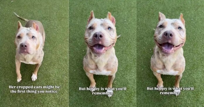 Shelter Dog With Cropped Ears Who Waited for a Family To Love Her Finally Gets Adopted