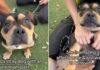 Shelter Dog ‘Mistaken as Scary’ Doesn’t Know Why Humans Leave When She Wants Them To Stay Shelter Dog ‘Mistaken as Scary’ Doesn’t Know Why Humans Leave When She Wants Them To Stay