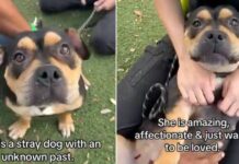 Shelter Dog ‘Mistaken as Scary’ Doesn’t Know Why Humans Leave When She Wants Them To Stay Shelter Dog ‘Mistaken as Scary’ Doesn’t Know Why Humans Leave When She Wants Them To Stay