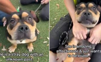 Shelter Dog ‘Mistaken as Scary’ Doesn’t Know Why Humans Leave When She Wants Them To Stay Shelter Dog ‘Mistaken as Scary’ Doesn’t Know Why Humans Leave When She Wants Them To Stay