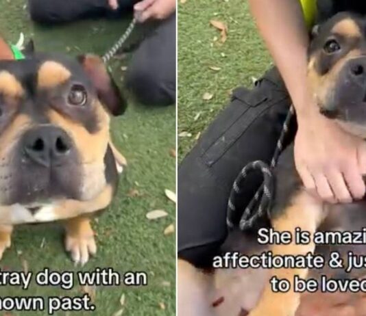 Shelter Dog ‘Mistaken as Scary’ Doesn’t Know Why Humans Leave When She Wants Them To Stay Shelter Dog ‘Mistaken as Scary’ Doesn’t Know Why Humans Leave When She Wants Them To Stay