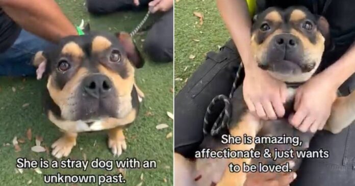 Shelter-Dog-‘Mistaken-as-Scary-Doesnt-Know-Why-Humans-Leave.jpg Shelter Dog ‘Mistaken as Scary’ Doesn’t Know Why Humans Leave When She Wants Them To Stay