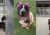 Shelter Dog’s Final Day Becomes a Heartbreaking Hope for One Last Chance Shelter Dog’s Final Day Becomes a Heartbreaking Hope for One Last Chance