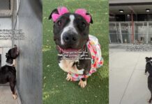 Shelter Dog’s Final Day Becomes a Heartbreaking Hope for One Last Chance Shelter Dog’s Final Day Becomes a Heartbreaking Hope for One Last Chance