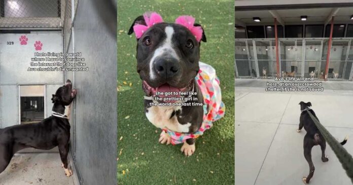 Shelter Dog’s Final Day Becomes a Heartbreaking Hope for One Last Chance