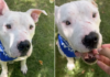 Shelter Dog’s Scars From His Past Have Nothing on the Trust He Still Has for Humans Shelter Dog’s Scars From His Past Have Nothing on the Trust He Still Has for Humans
