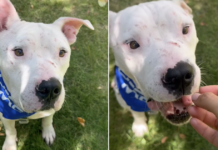Shelter Dog’s Scars From His Past Have Nothing on the Trust He Still Has for Humans Shelter Dog’s Scars From His Past Have Nothing on the Trust He Still Has for Humans