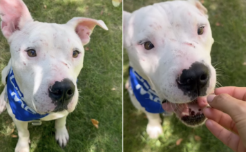 Shelter Dog’s Scars From His Past Have Nothing on the Trust He Still Has for Humans Shelter Dog’s Scars From His Past Have Nothing on the Trust He Still Has for Humans