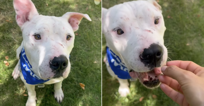 Shelter-Dogs-Scars-From-His-Past-Have-Nothing-on-the.png Shelter Dog’s Scars From His Past Have Nothing on the Trust He Still Has for Humans