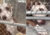 Shelter Dog’s Tiny Paw Reaches Out of Kennel, Hoping Someone Will Hold It Shelter Dog’s Tiny Paw Reaches Out of Kennel, Hoping Someone Will Hold It