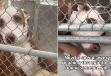 Shelter Dog’s Tiny Paw Reaches Out of Kennel, Hoping Someone Will Hold It Shelter Dog’s Tiny Paw Reaches Out of Kennel, Hoping Someone Will Hold It