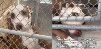 Shelter Dog’s Tiny Paw Reaches Out of Kennel, Hoping Someone Will Hold It