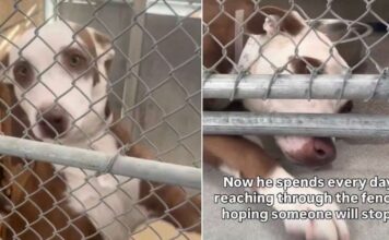 Shelter Dog’s Tiny Paw Reaches Out of Kennel, Hoping Someone Will Hold It Shelter Dog’s Tiny Paw Reaches Out of Kennel, Hoping Someone Will Hold It