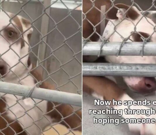 Shelter Dog’s Tiny Paw Reaches Out of Kennel, Hoping Someone Will Hold It Shelter Dog’s Tiny Paw Reaches Out of Kennel, Hoping Someone Will Hold It