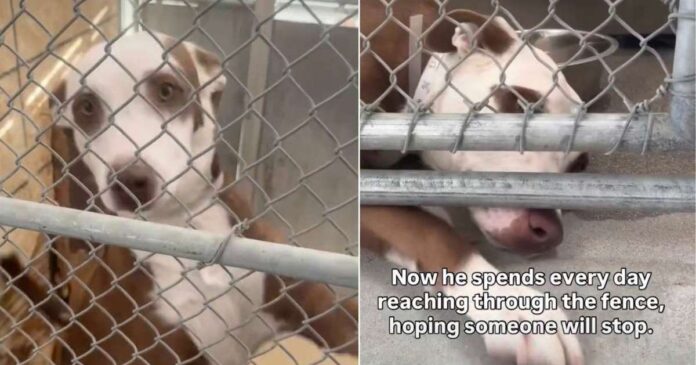 Shelter-Dogs-Tiny-Paw-Reaches-Out-of-Kennel-Hoping-Someone.jpg Shelter Dog’s Tiny Paw Reaches Out of Kennel, Hoping Someone Will Hold It